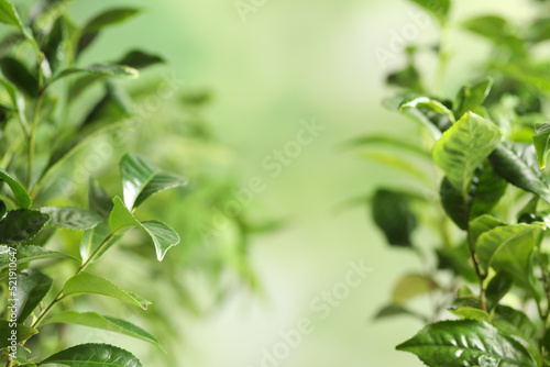 Green leaves of tea plant on blurred background. Space for text