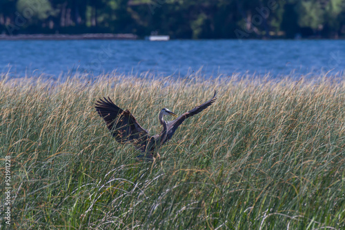 A great blue heron with its wings spread landed in a patch of cattails in a wetland. 