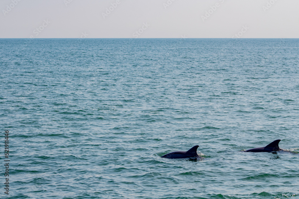 Fototapeta premium Dolphin watchin in Virginia Beach