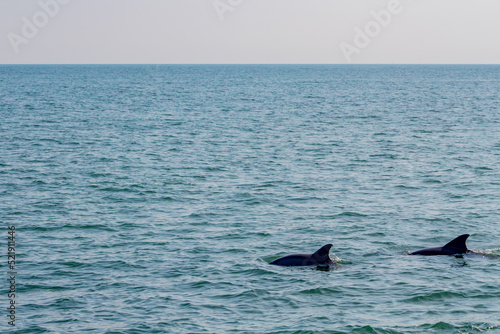 Dolphin watchin in Virginia Beach