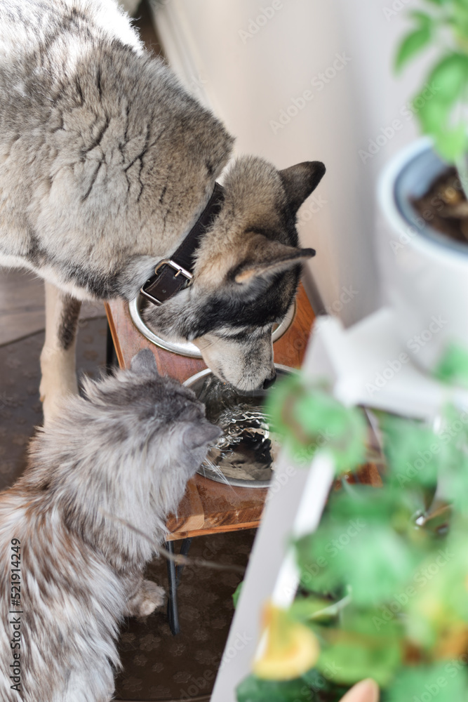 Obraz premium Dog and cat drinking water from the same bowl