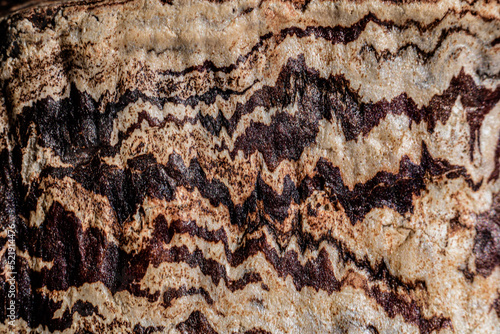 Closeup texture of Swietenia Macrophylla Mahogany seed pod