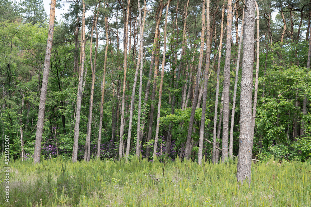 forest with tall pines, evergreen natural landscape, wide background. forest with tall pines, evergreen natural landscape, wide background.
