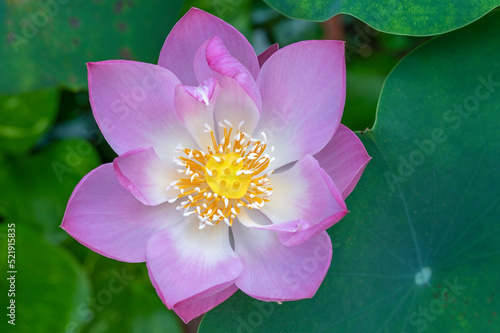 Dwarf Lotus flower, Nelumbo nucifera 'Akari' opens up. Focus is on the center of the flower (stamens and anthers) 