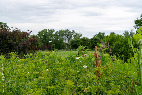 Wildflowers in field with blue sky
