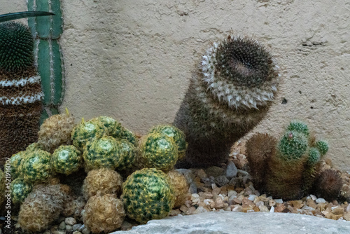 cactus in the market