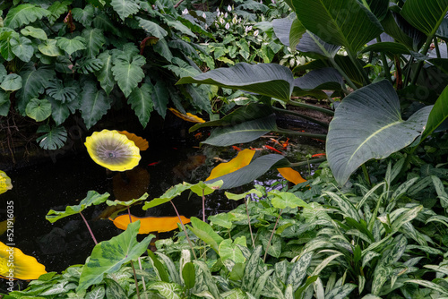 Tropical Plants in Pond at Garfield Park Conservatory