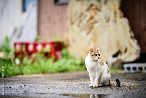 大人の猫