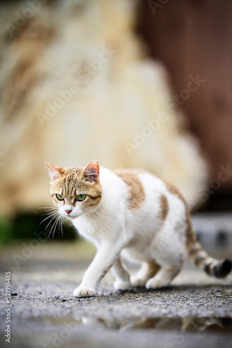 Fototapeta Naklejka Na Ścianę i Meble -  大人の猫