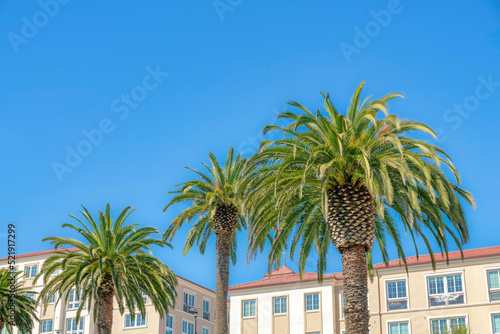 Palm trees outside apartment buildings in San Francisco, California © Jason