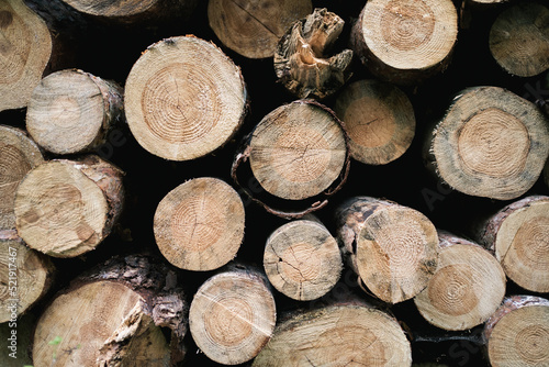 lumber in a polish forest 