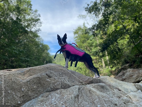 Dog in life jacket standing on rock in creek