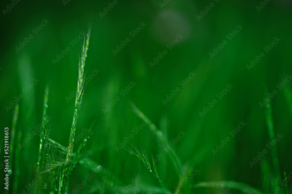 雨に濡れる花