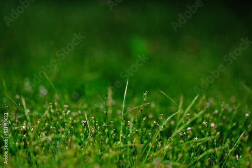 Foto 雨に濡れる雑草