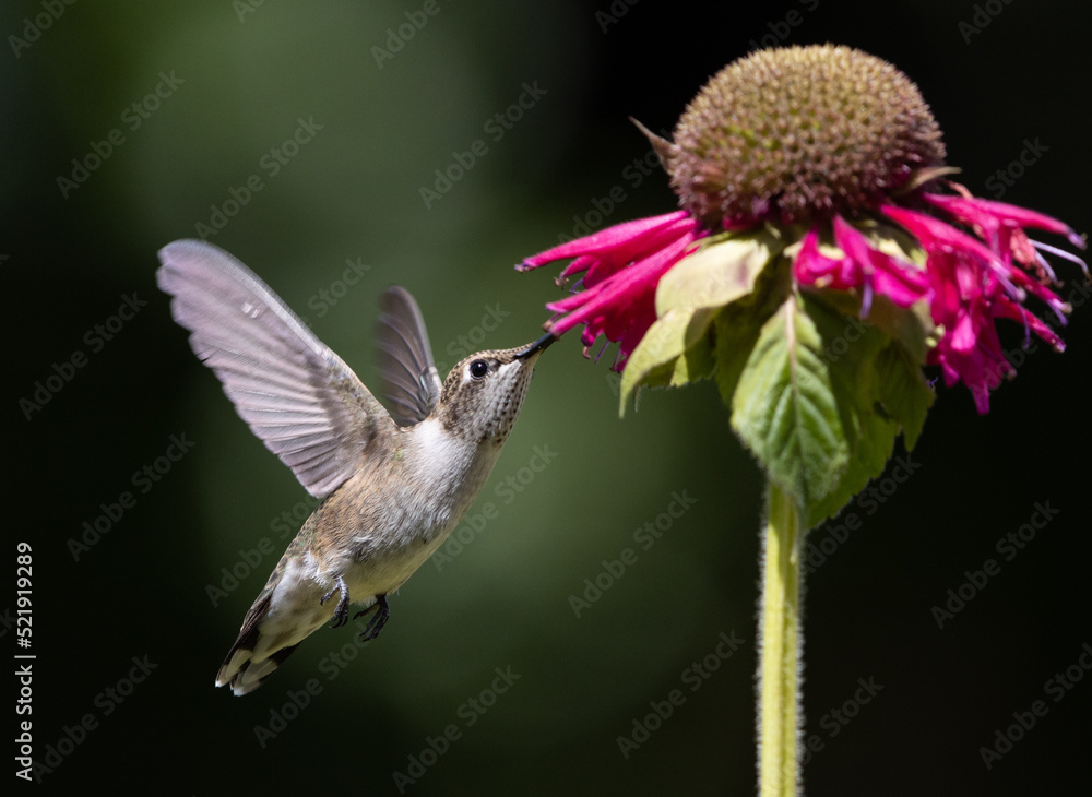 hummingbird, bird
