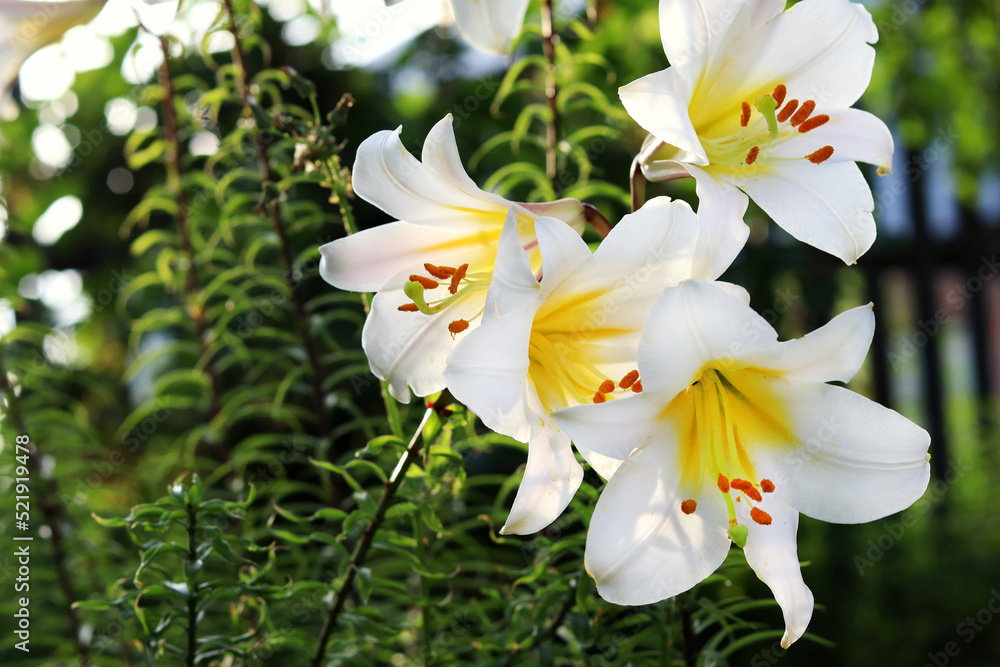 Fototapeta premium White lily Lilium regaleon a background of green leaves in the summer in the garden. Beautiful floral background. Selective focus
