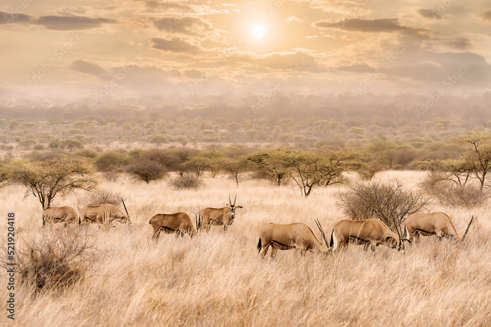 herd of oryx eating grass in savanna grassland at Masai mara National reserve Kenya herd of oryx eating grass in savanna grassland at Masai mara National reserve Kenya