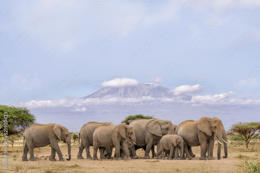 pack of African elephants walking together with background of Kilimanjaro mountain at Amboseli national park Kenya