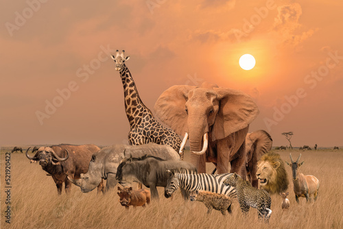 Fototapeta Naklejka Na Ścianę i Meble -  Group of safari African animals stand together in savanna grassland with background of sunset sky