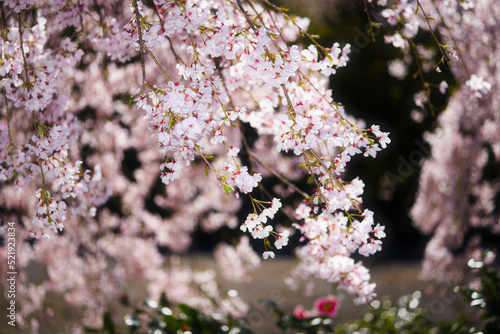 鳴門市にある花見山の桜