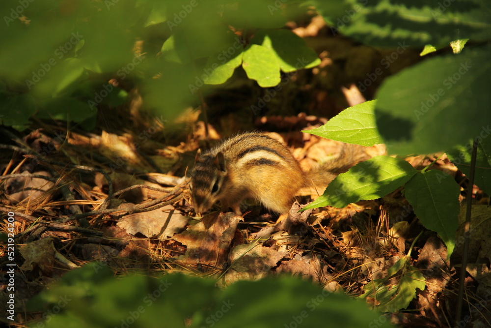 Obraz premium Chipmunk In The Forest