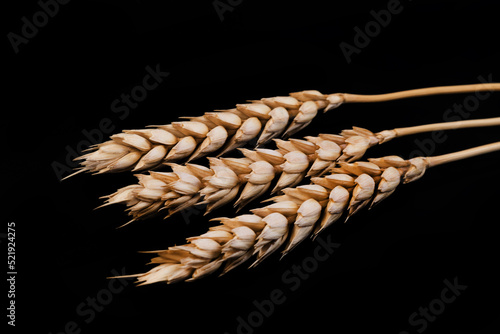 Ripe ears of wheat on a black background