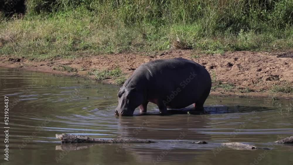 Hippopotamus getting into the river in the African savannah of South Africa, this African animal is the most dangerous and the one that kills the most humans. Hippopotamus getting into the river in the African savannah of South Africa, this African animal is the most dangerous and the one that kills the most humans.