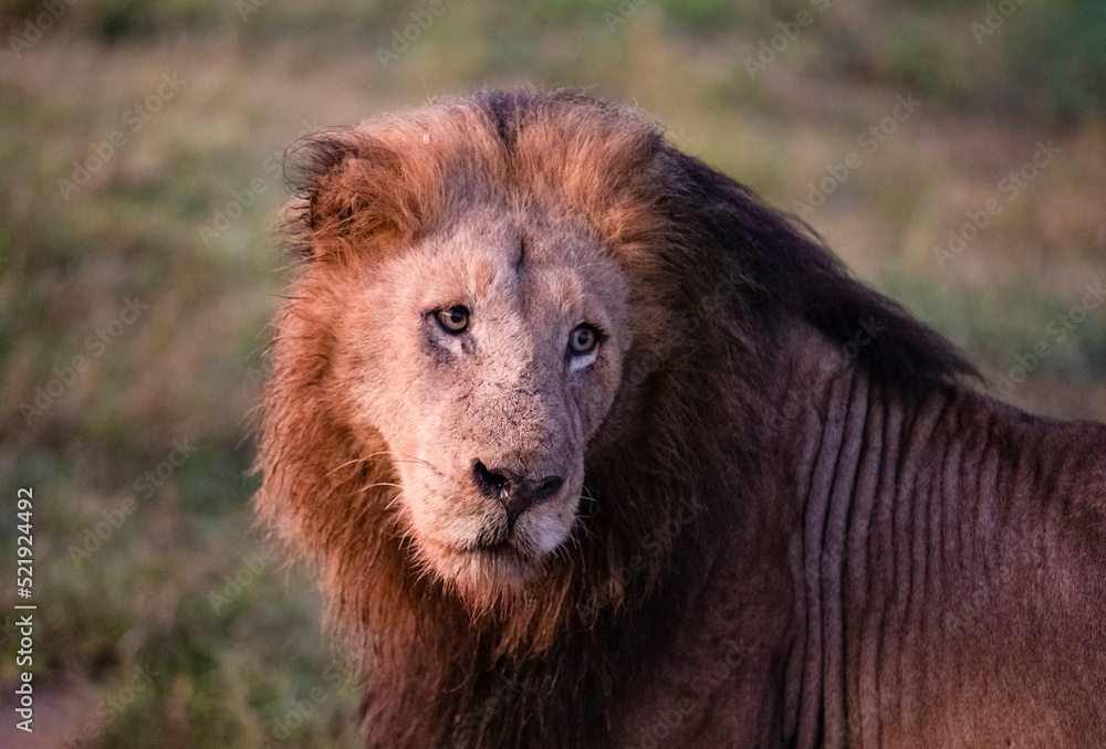 Beautiful face of a lion at dawn on the South African savannah, this animal is the great predator and one of the five big ones in Africa and the star of safaris.