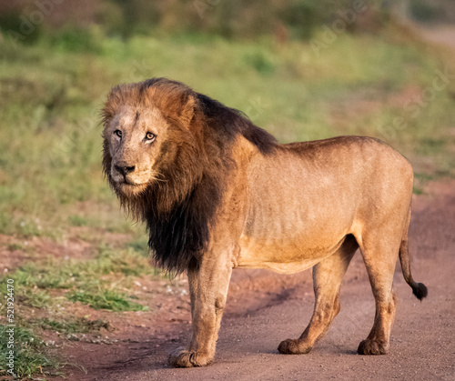 Photography The lion king of the African savannah of South Africa is the great African predator and the star of safaris and one of the five big animals in Africa, as well as the most dangerous in the wildlife
