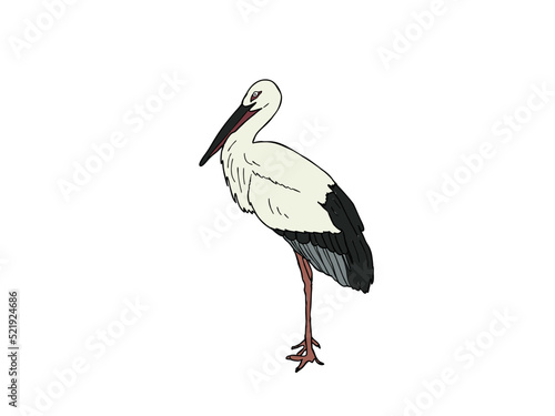コウノトリ　県鳥（兵庫県）