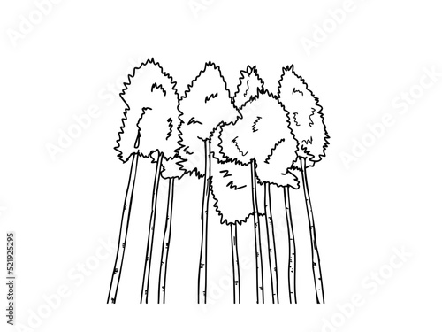 スギ　県木（奈良県）モノクロ