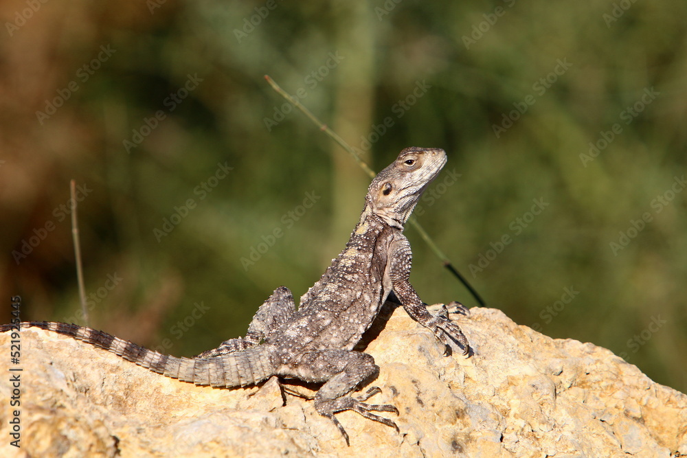 The lizard sits on a stone in a city park by the sea. The lizard sits on a stone in a city park by the sea.