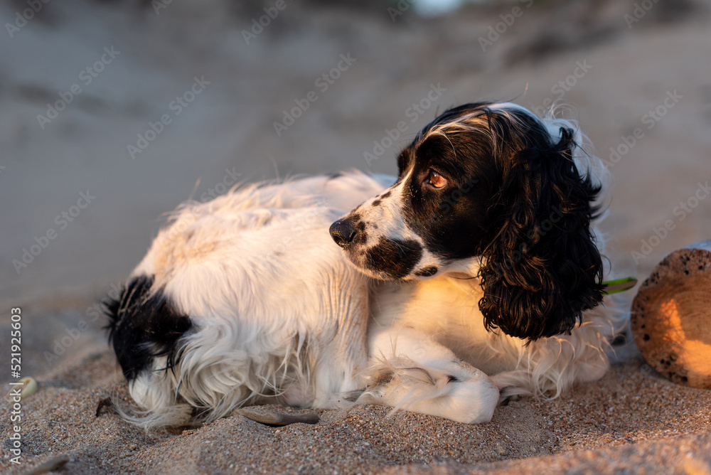 cocker spaniel domestic dog lies on the sand by the sea