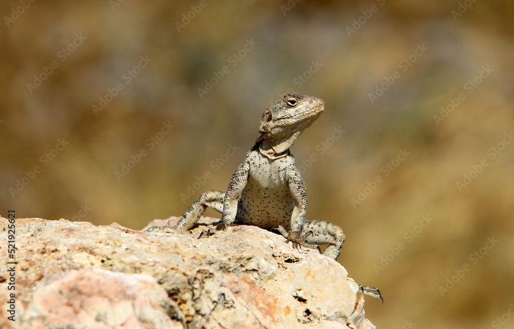 The lizard sits on a stone in a city park by the sea. The lizard sits on a stone in a city park by the sea.