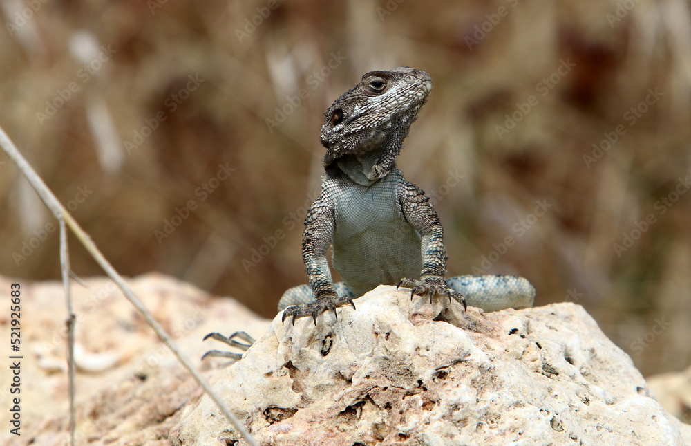 The lizard sits on a stone in a city park by the sea. The lizard sits on a stone in a city park by the sea.