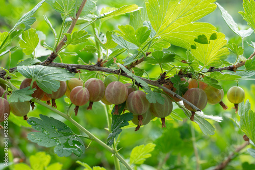 Gooseberry branch with a bunch of red ripe berries close up.
