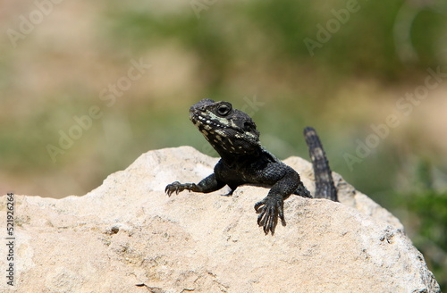 The lizard sits on a stone in a city park by the sea. © shimon