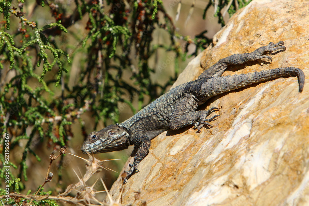 Fototapeta premium The lizard sits on a stone in a city park by the sea.