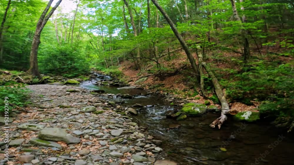Walking along a beautiful, woodland stream in the dense, lush, green Appalachian mountain forest during summer
Walking along a beautiful, woodland stream in the dense, lush, green Appalachian mountain forest during summer
