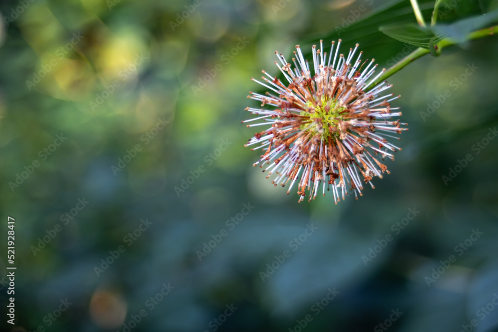 Buttonbush Plant In Bloom Close-Up. Button-Willow or Honey-Bells (Cephalanthus Occidentalis). With Bokeh Effect and Copy Space. Buttonbush Plant In Bloom Close-Up. Button-Willow or Honey-Bells (Cephalanthus Occidentalis). With Bokeh Effect and Copy Space.