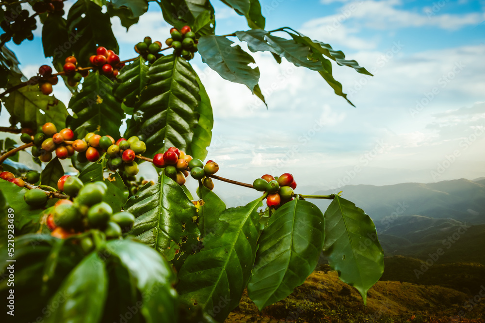 Coffee tree with fresh arabica coffee bean in coffee plantation on the