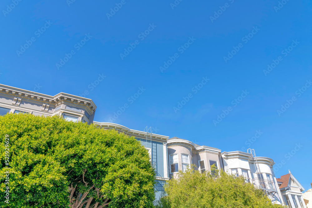 Lush green leaves of trees covering the residential buildings in San Francisco, California