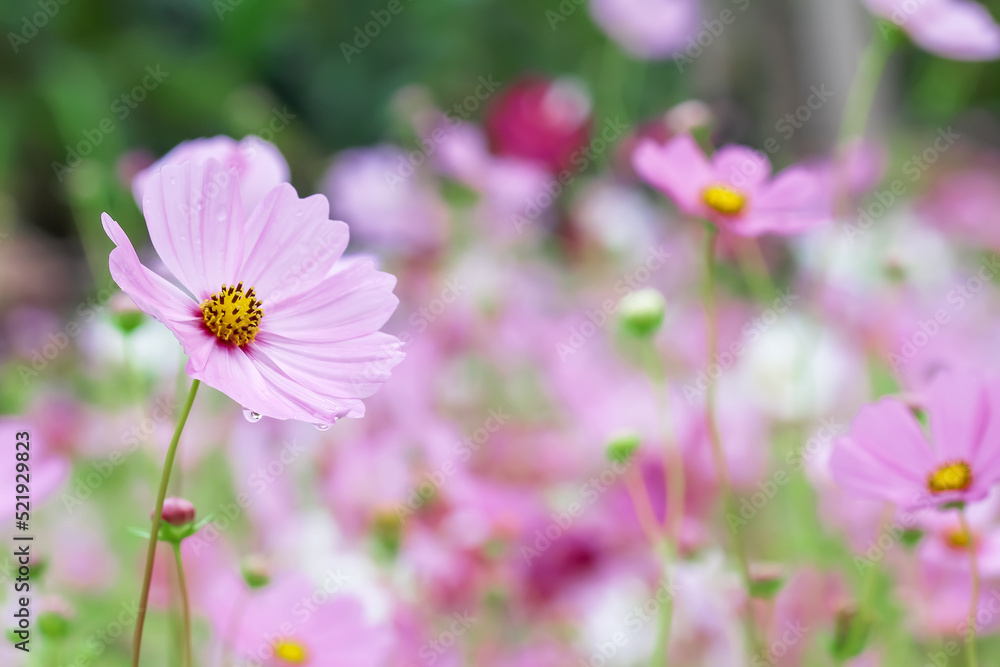 Beautiful pink cosmos bipinnatus flowers with water drops blooming in garden background Beautiful pink cosmos bipinnatus flowers with water drops blooming in garden background