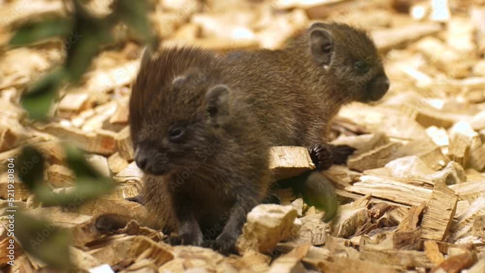 Baby Cuban Hutias On Their Cage At Nature Park Zoo. Close Up Baby Cuban Hutias On Their Cage At Nature Park Zoo. Close Up