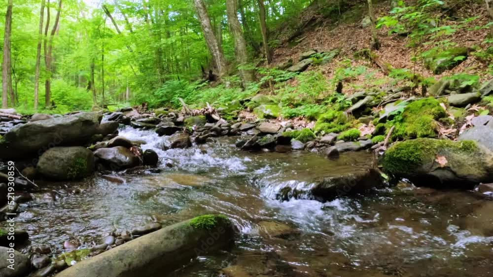 Beautiful, woodland stream in the dense, lush, green Appalachian mountain forest during summer
