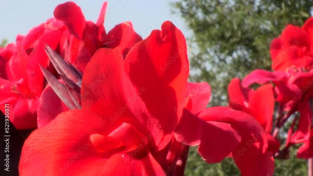Red lilies close-up, with tree in the background Red lilies close-up, with tree in the background