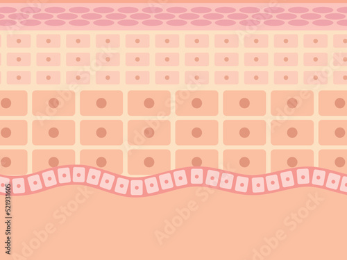 肌の断面構造図