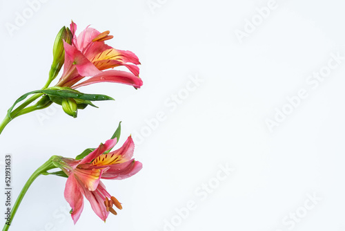 still life. close up two flowers Colorful alstroemeria isolated on white background.