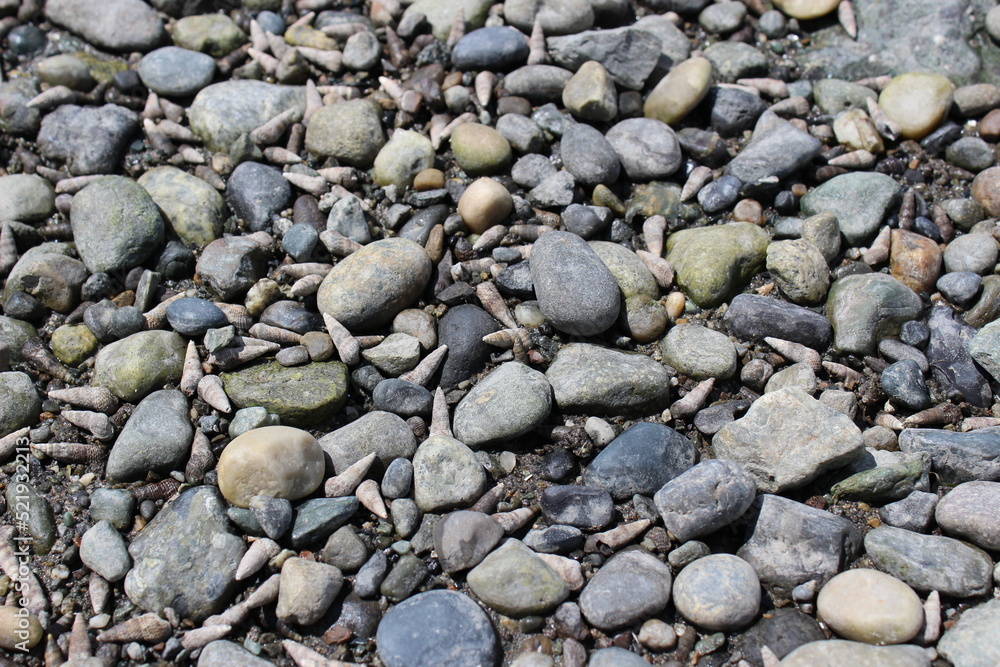 Low tide left periwinkle shells on the pebble and cobble stone beach Low tide left periwinkle shells on the pebble and cobble stone beach