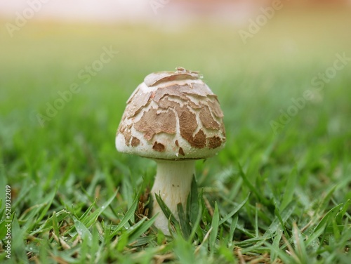 Mushrooms spawned in the middle of a green lawn. photo